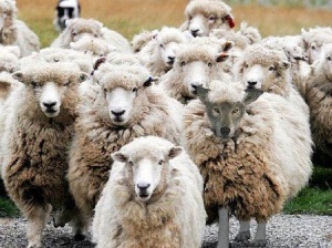 LOS 10 ERRORES METAFÍSICOS MÁS COMUNES  Sheepclothing