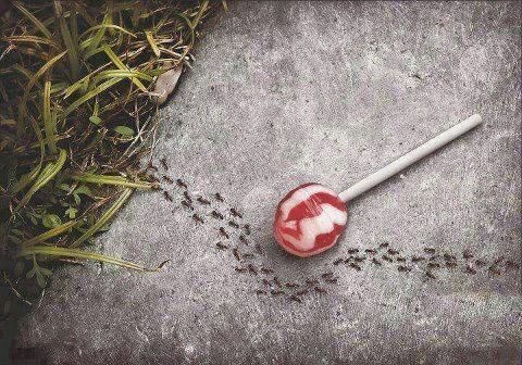 aspartamo y hormigas
